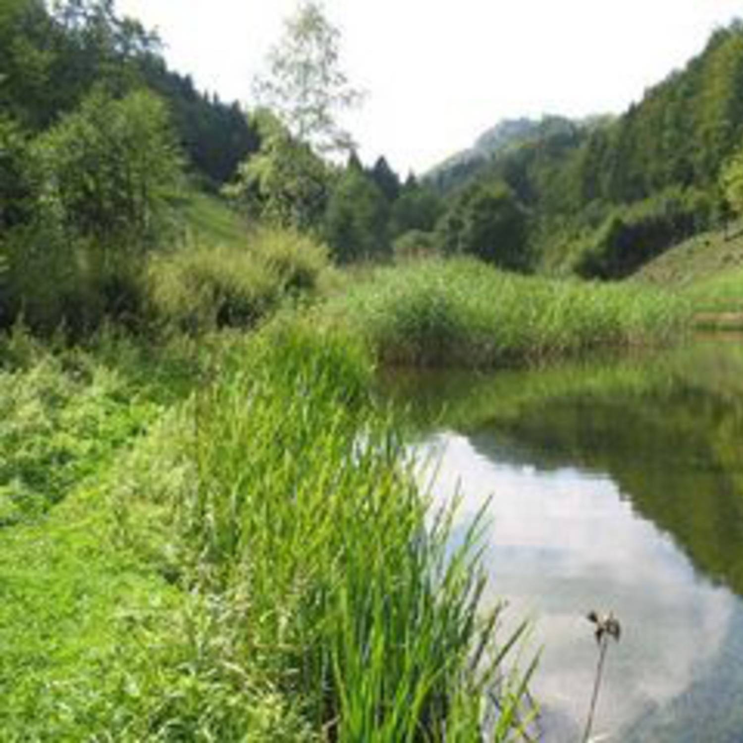 Association des Amis de la Combe Tabeillon