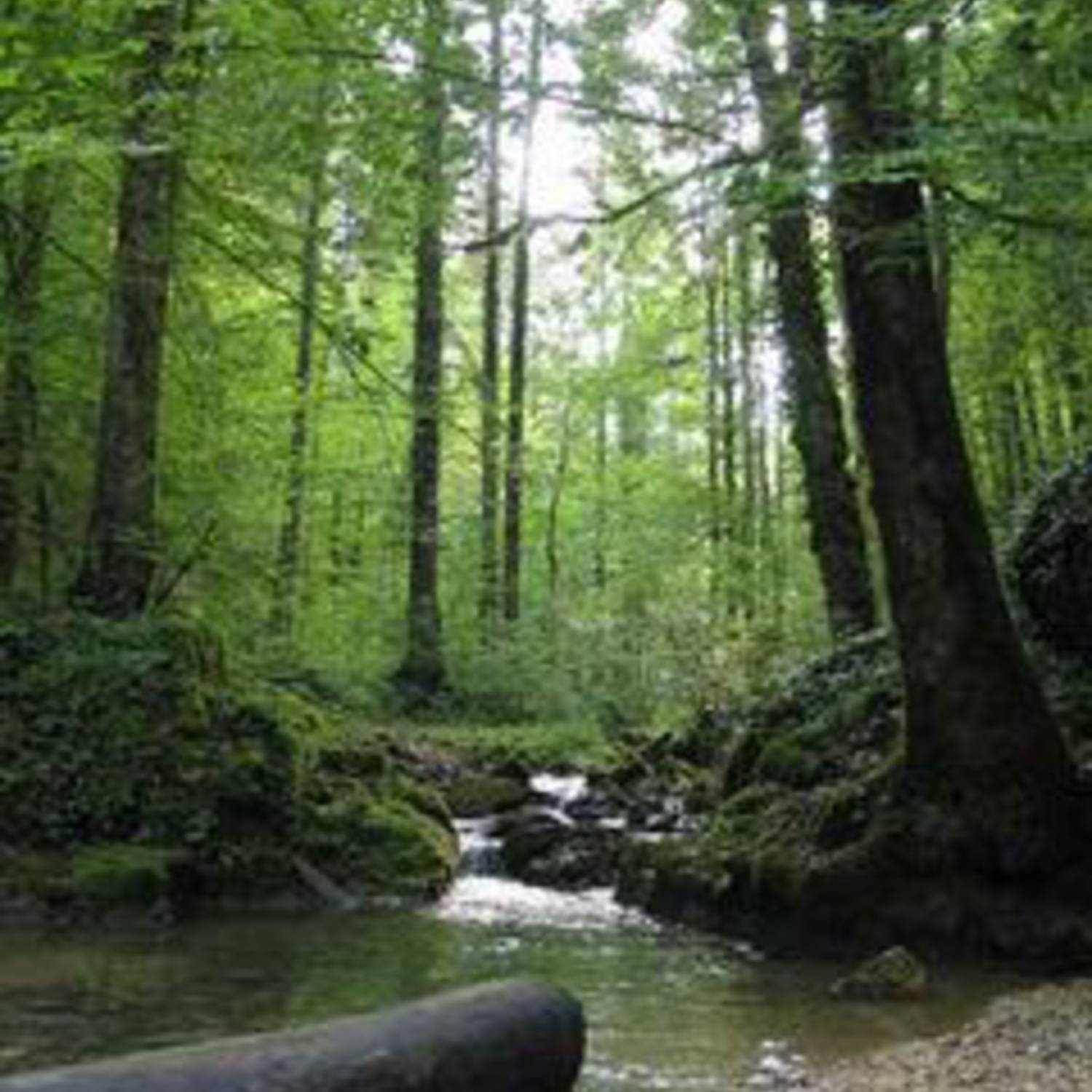 Association des Amis de la Combe Tabeillon