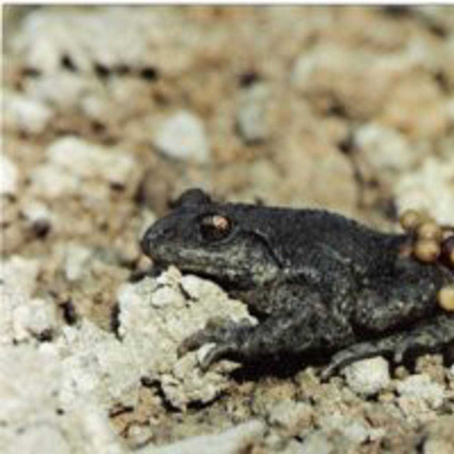 Crapaud accoucheur