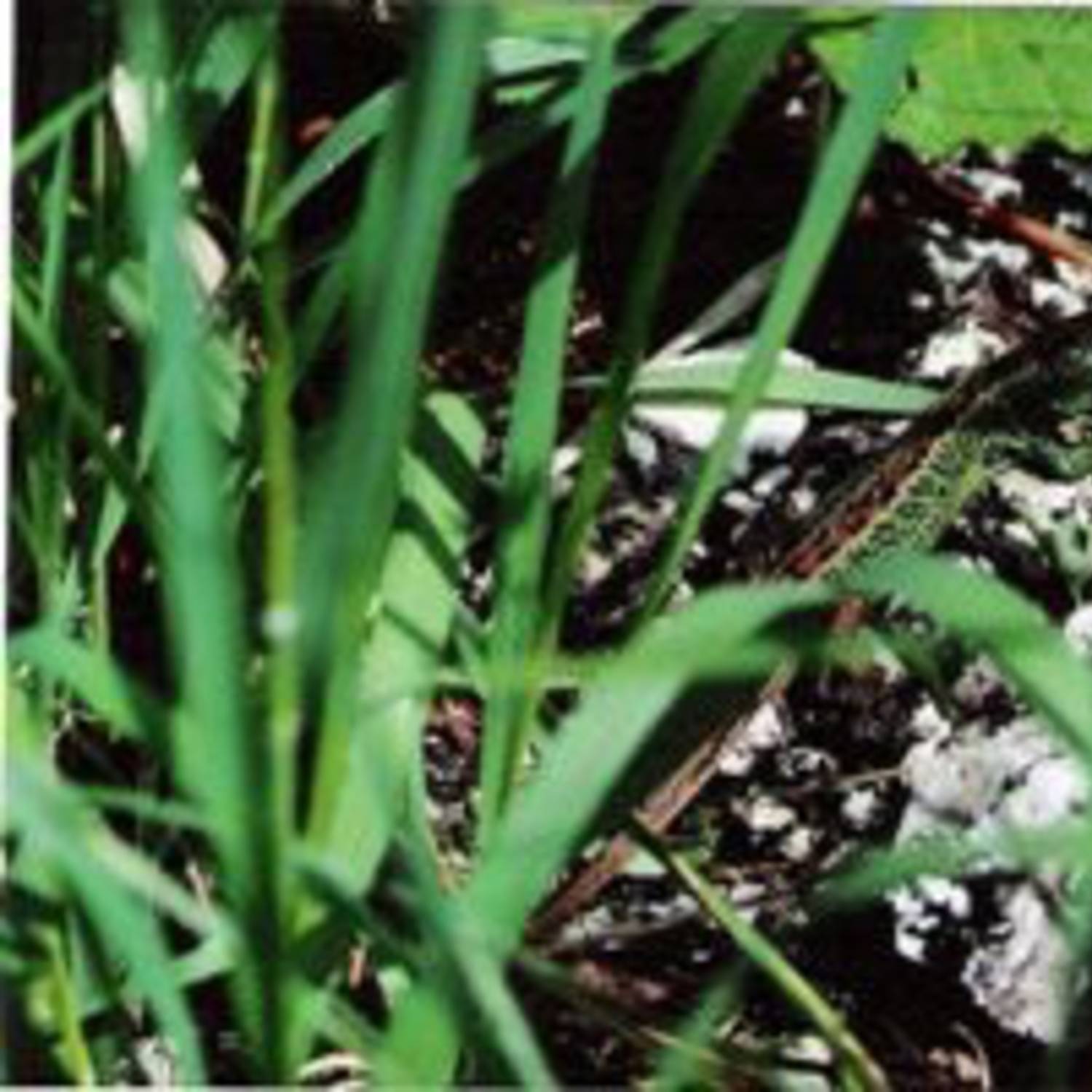 Lézard agile