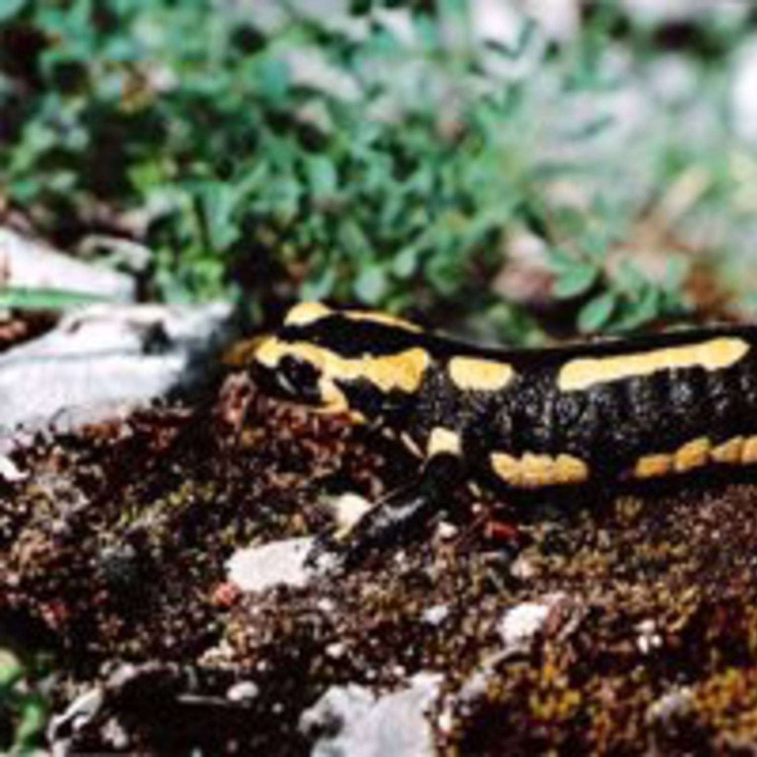 Salamandre tachetée
