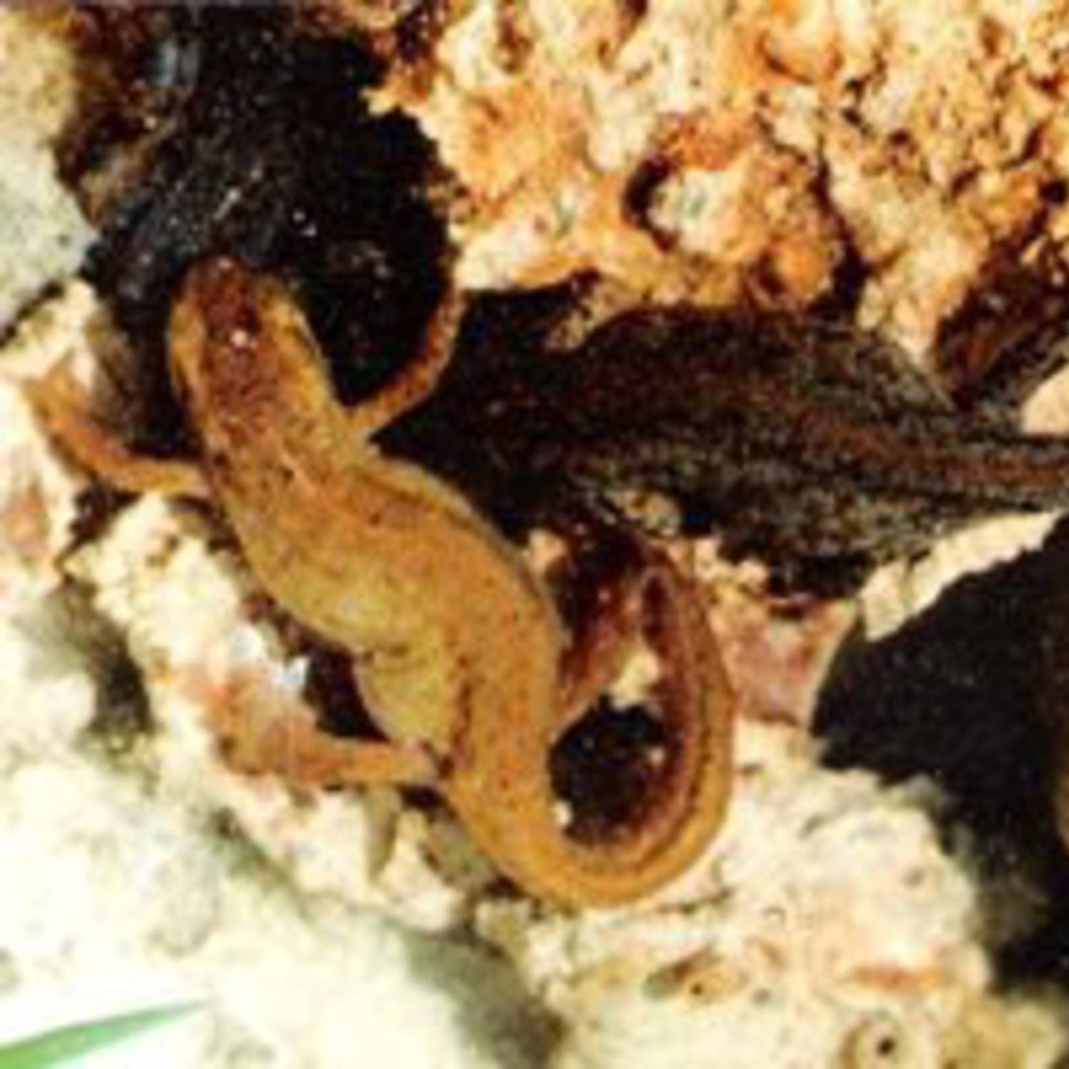 Tritons palmés et alpestre