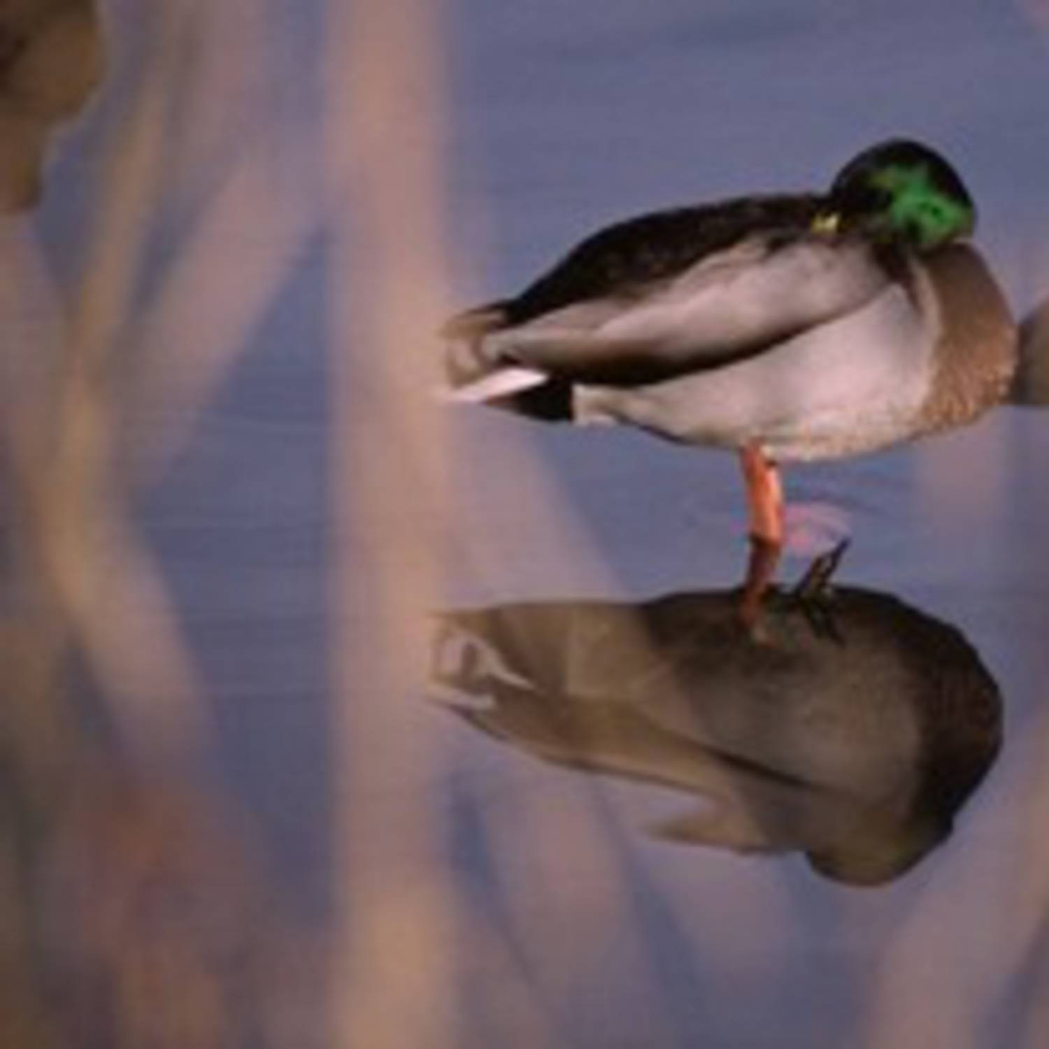 Canard col vert