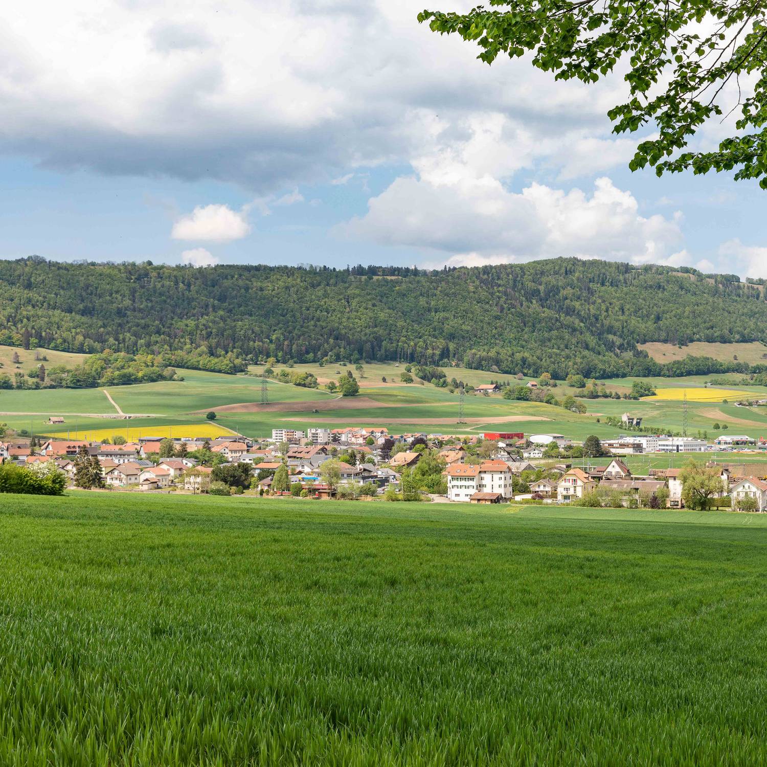 Description de l'image