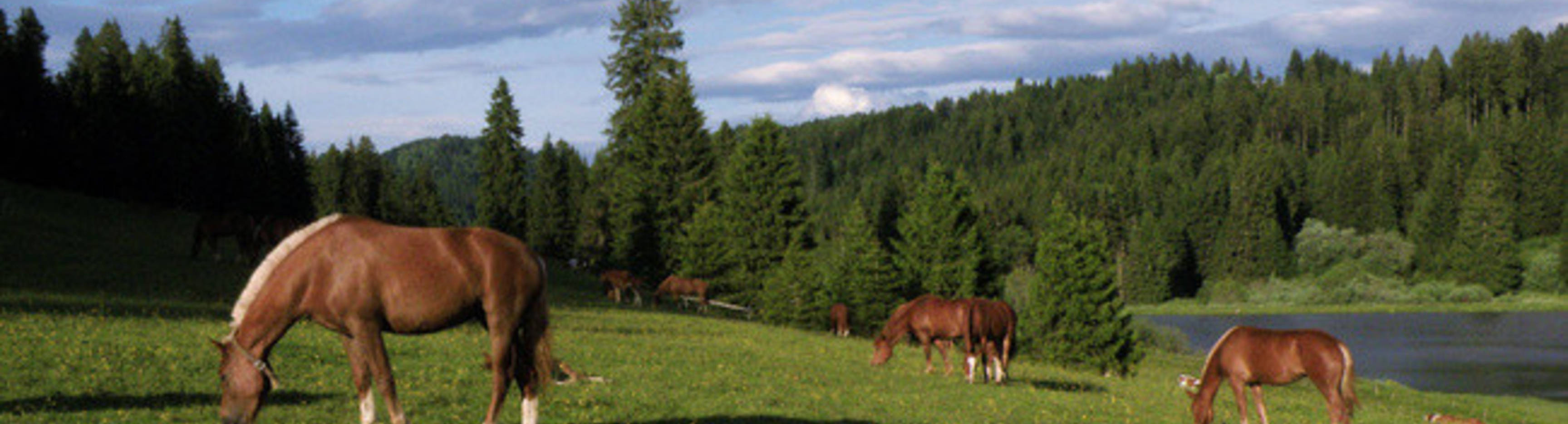 La Combe Tabeillon