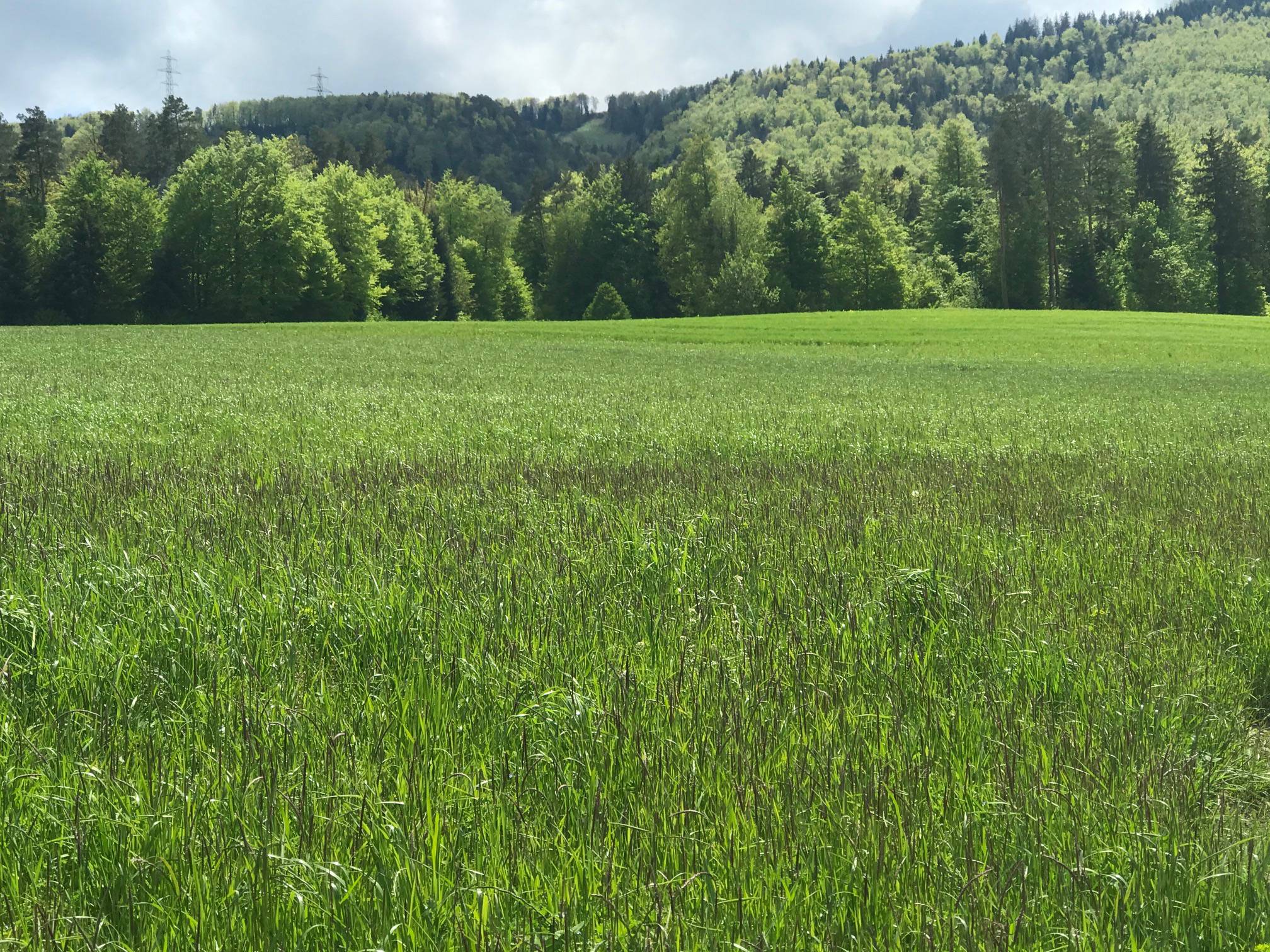 La Combe à Courfaivre